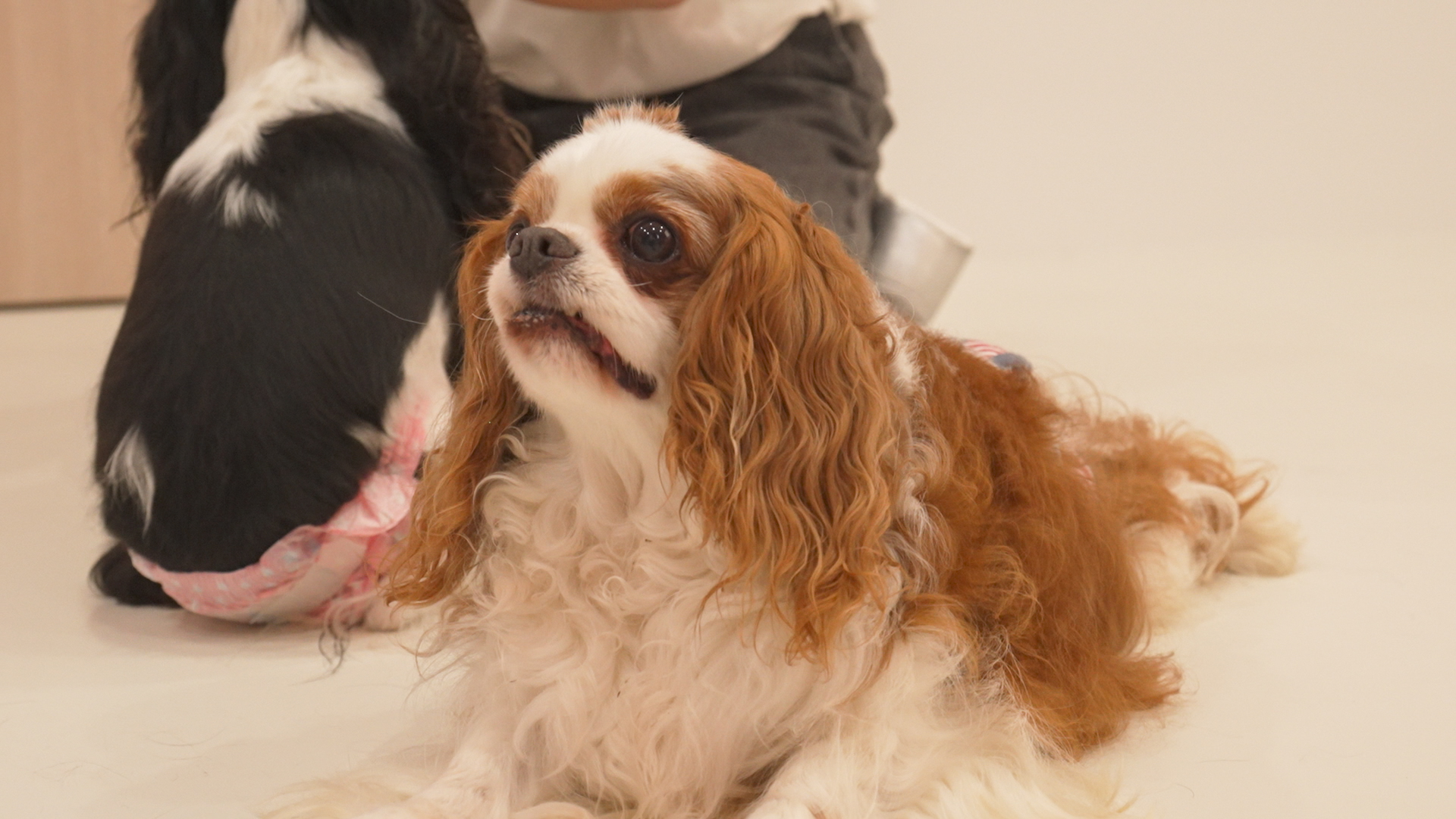 キャバリアの個性を活かす | 岡山県倉敷のトリミングならDog Create らきらき家