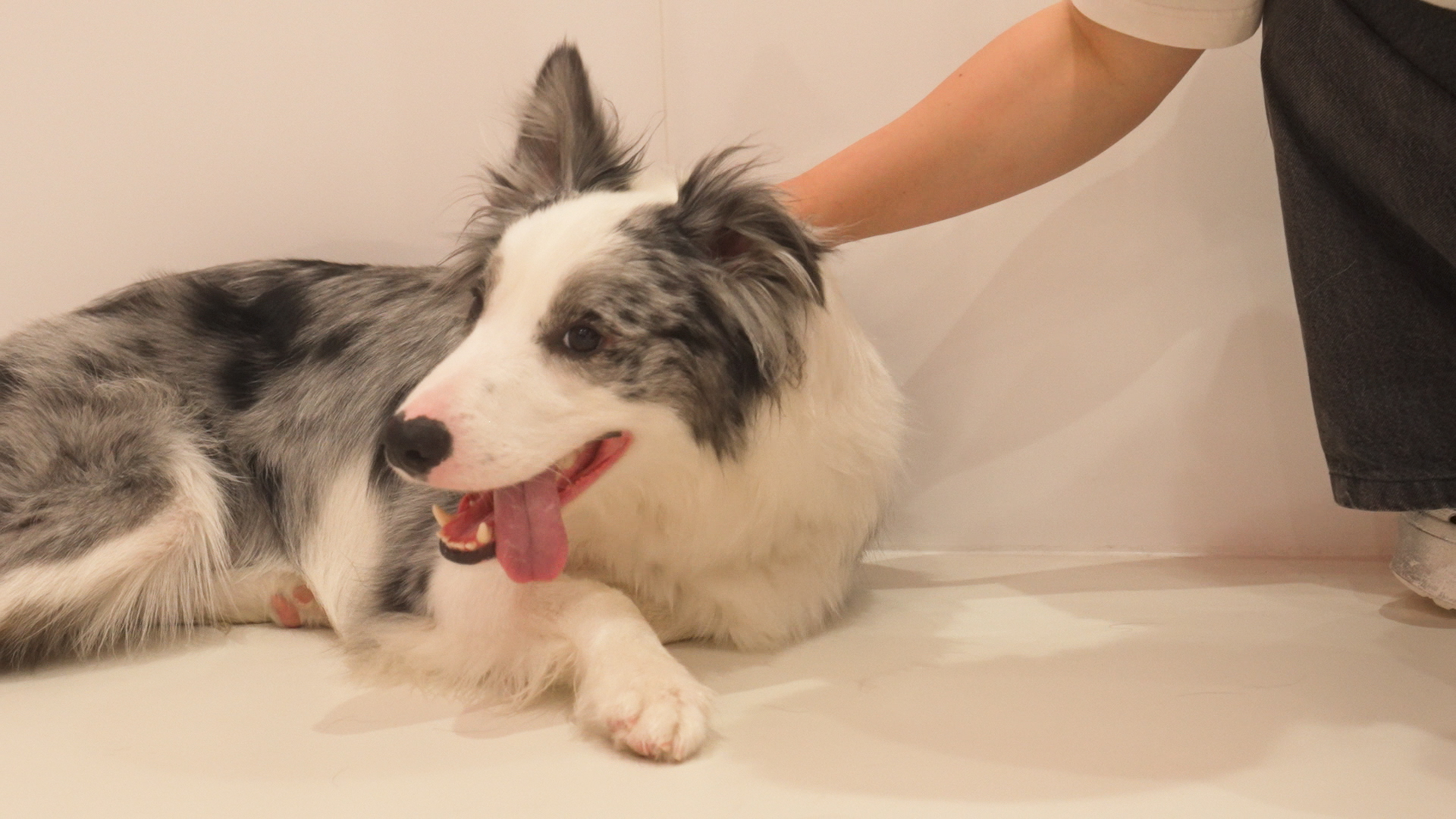 ケージレスでストレスフリー | 岡山県倉敷のトリミングならDog Create らきらき家