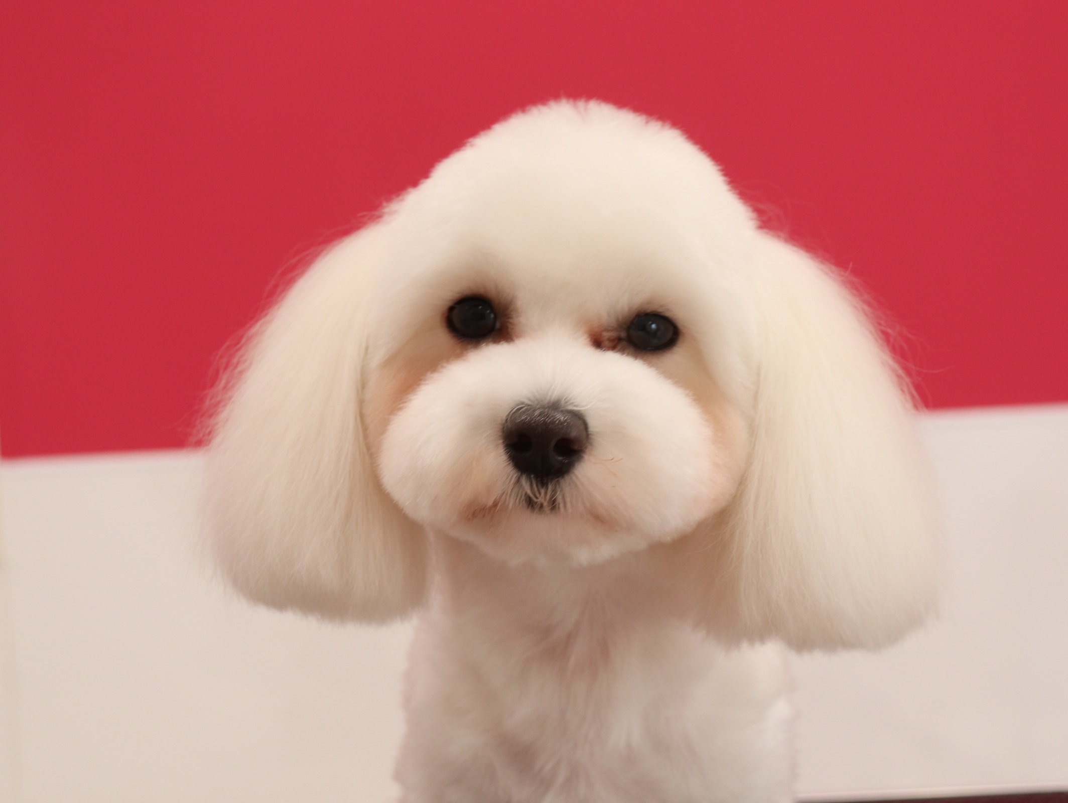 マルプーの個性を活かしたトリミングなら | 岡山県倉敷のトリミングならDog Create らきらき家