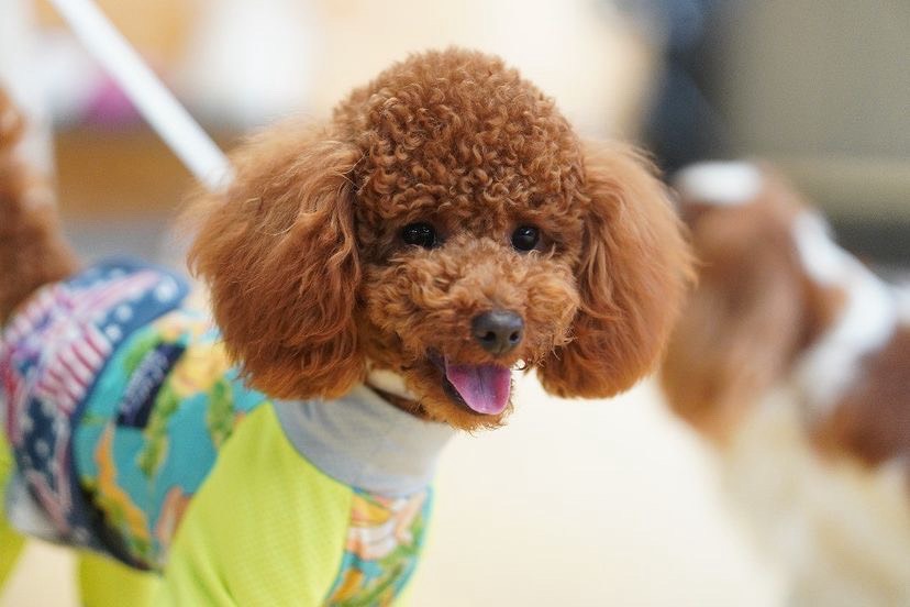 トイプードルの魅力を引き出すオーダーメイドカット | 岡山県倉敷のトリミングならDog Create らきらき家