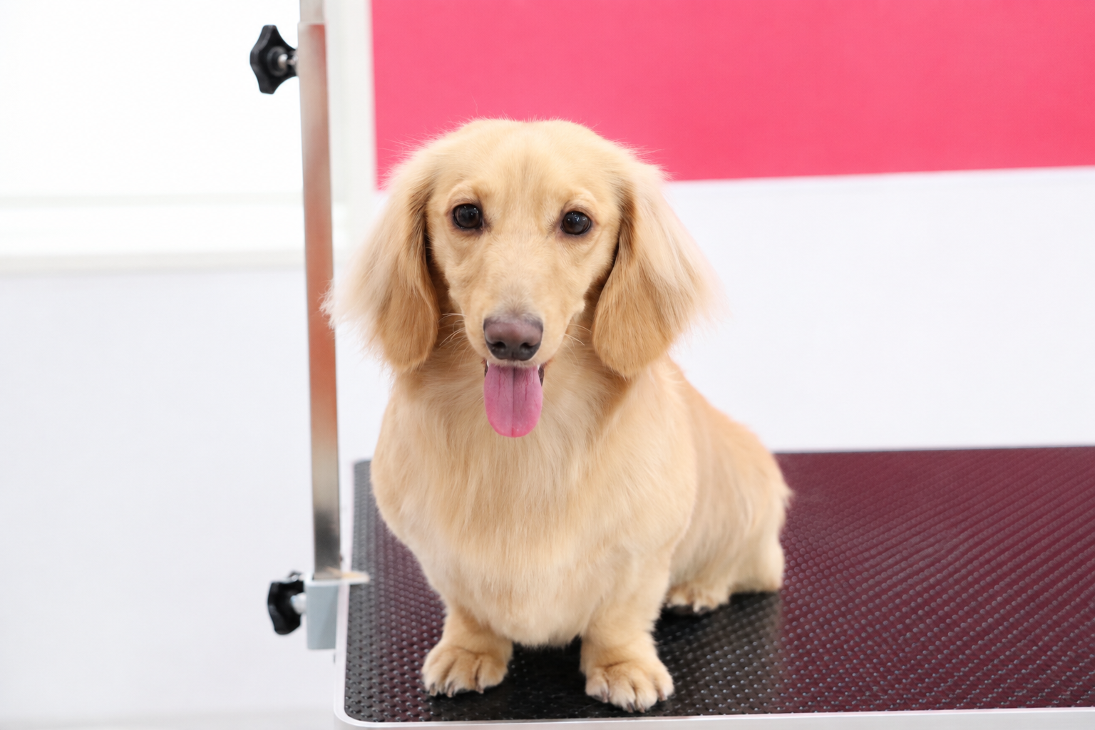 ミニチュアダックスフンドのデザインカット｜岡山県倉敷市のトリミングサロンDog Create らきらき家